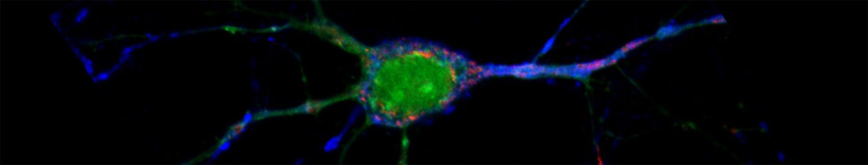 Dpto. Bioquímica y Biología Molecular