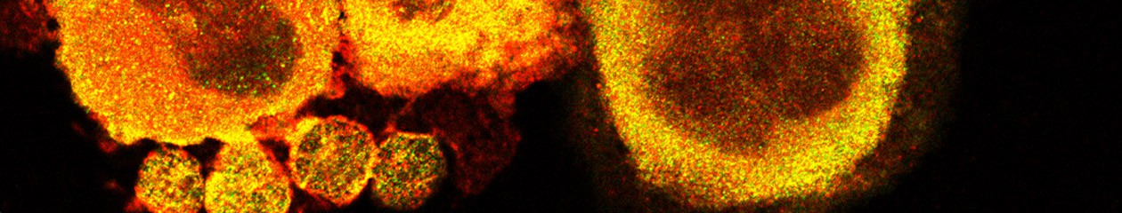 Dpto. Bioquímica y Biología Molecular